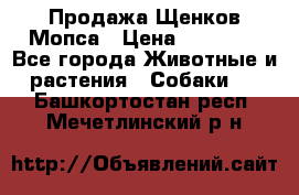 Продажа Щенков Мопса › Цена ­ 18 000 - Все города Животные и растения » Собаки   . Башкортостан респ.,Мечетлинский р-н